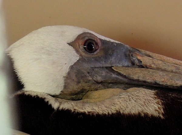 pelican