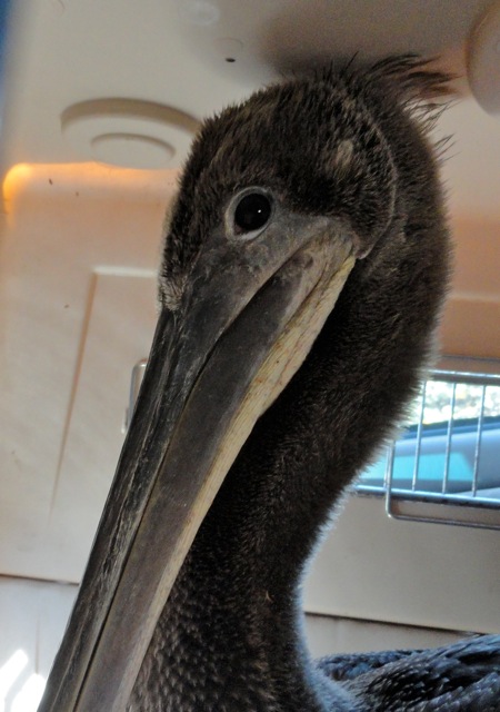 baby pelican 2