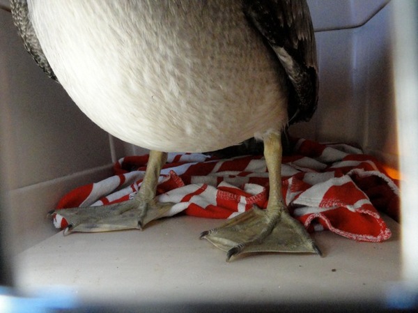 baby pelican